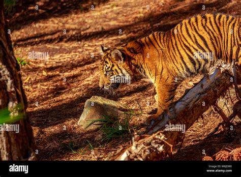 Sumatran Tiger Wanders Through The Woods Stock Photo Alamy