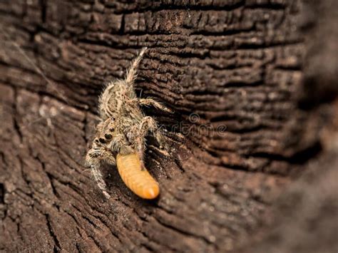 House Jumping Spider Eating Caterpillar Prey Stock Image Image Of