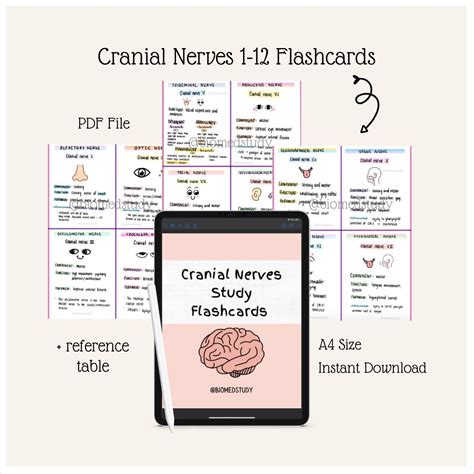 cranial nerve flashcards etsy