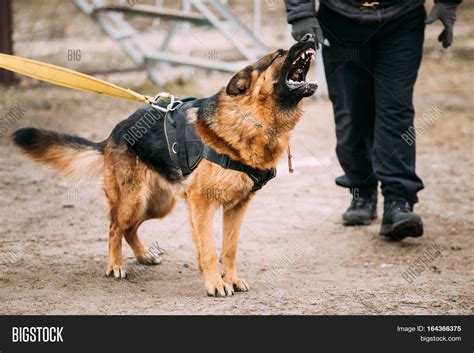 Barking Angry German Shepherd Dog Image And Photo Bigstock
