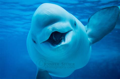 Fun Facts V5 Beluga Whales By Cetaceanarts On Deviantart