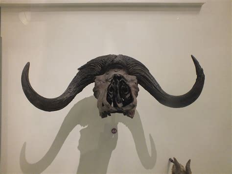 Harlans Musk Ox Skull Of Harlans Musk Ox A Pleistocene Flickr