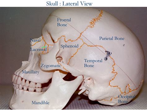 Labeling portions of a long bone. ewhsah1 / Skeletal