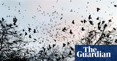 A Murder Of Crows Chris Packham And The Countryside War Over Bird