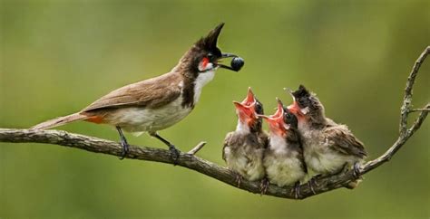 Pin On Birds Feeding