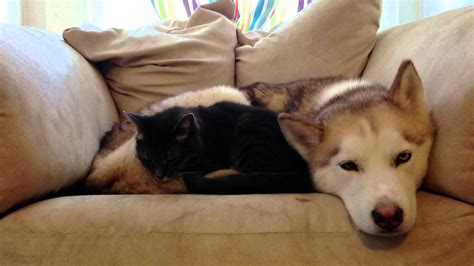 Mews Sleepy Husky And Cute Cat Katzenworld