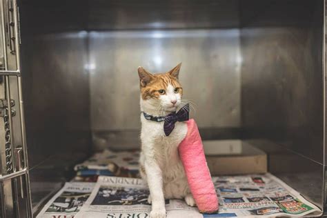 Cats are naturally curious and can get into everything, so a broken leg can occur sometimes. Cat With Broken Leg Finds New Home Thanks to Shelter ...