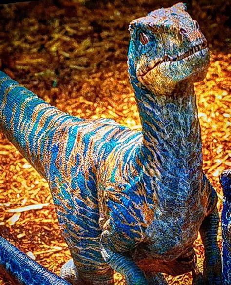 Pin By Jennifer Shields On Jurassic World Jurassic Park Movie Blue Jurassic World Jurassic