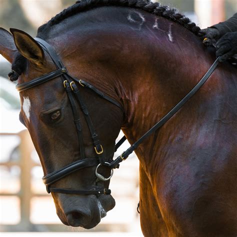 Choosing The Best Reins For You And Your Horse Marys Tack And Feed