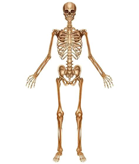 Compartir más de 80 partes del esqueleto humano dibujo muy caliente