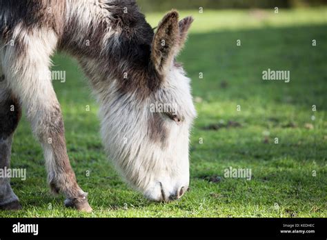 Donkey Grazing In Field Stock Photo Alamy