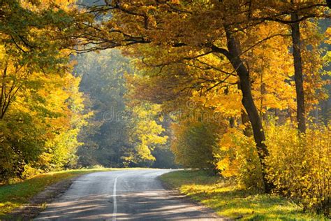 Autumn Wonderland Road In Yellow Fall Forest Fall Nature Stock Photo