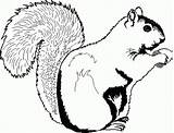 Squirrel Coloring Printable sketch template