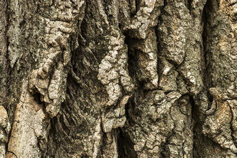 Cottonwood Tree Bark Close Up Photograph By Donald Erickson