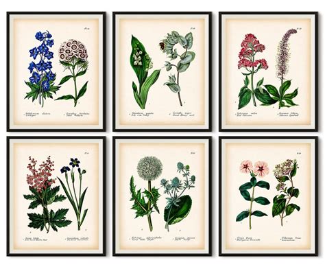Set Of 6 Botanical Prints Botanical Wall Art Antique Etsy