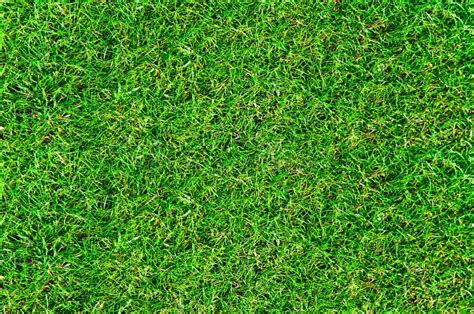 Top View Of Fresh Lawn Grass Stock Image Image Of Springtime Form