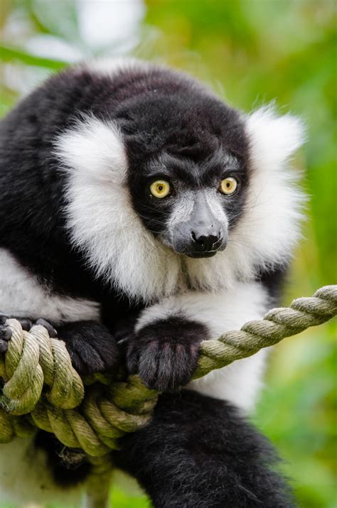 Free Images Wildlife Mammal Fauna Primate Gibbon Vertebrate