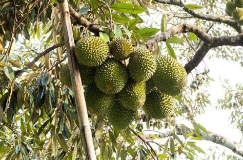 Someone sent this picture a few days ago from the durian farm and it is the start of durian season for 2018. 7 Must-Visit Orchards in Malaysia for the Coming Durian Season
