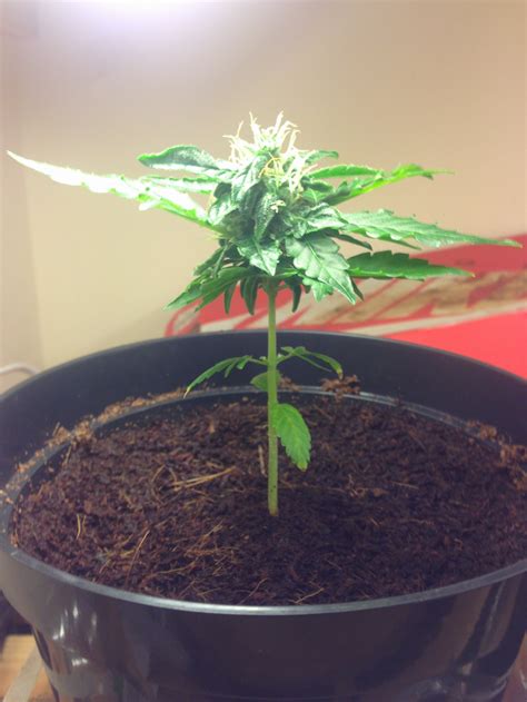 Tiny Autoflower Started Flowering What To Do Grasscity Forums