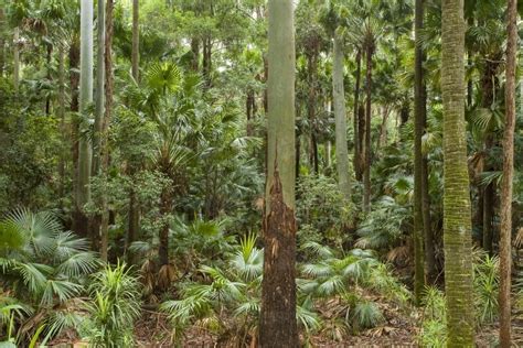 Image Of Subtropical Rainforest With Tall Eucalyptus And Palms