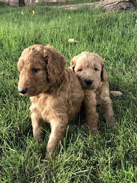 Find goldendoodle in canada | visit kijiji classifieds to buy, sell, or trade almost anything! Goldendoodle Puppies For Sale | Flagstaff, AZ #307085