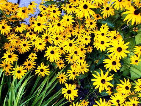 Black Eyed Susans Yellow Flowers Photograph By M Sylvia Chaume Fine