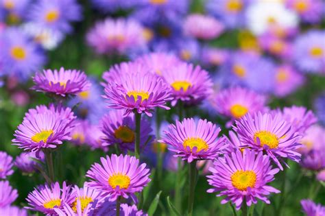 Aster Flowers: Tips On Caring For Asters