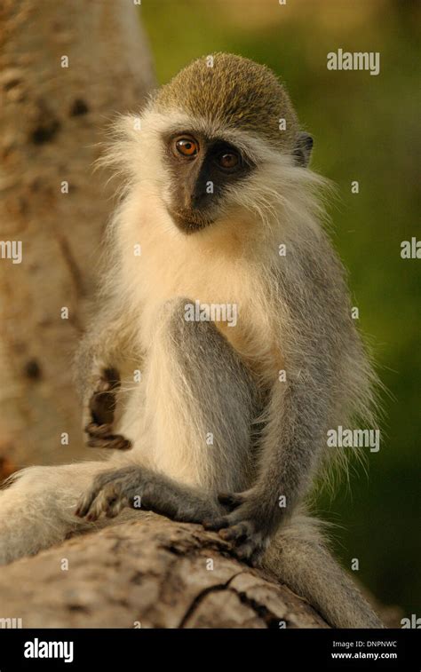 Grivet Monkey Djibouti Horn Of Africa Stock Photo Alamy