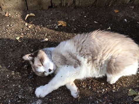 The oldest is an all white 1/2 siamese. My indoor senior cat loves to go outside and roll in the ...