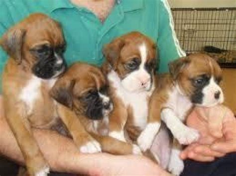 cute boxer puppies  sale offer birzebbuga