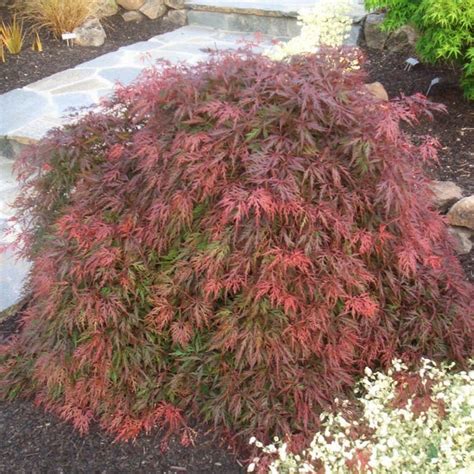 Orangeola Japanese Maple Unique Color Offers A Peaceful Outdoor Space