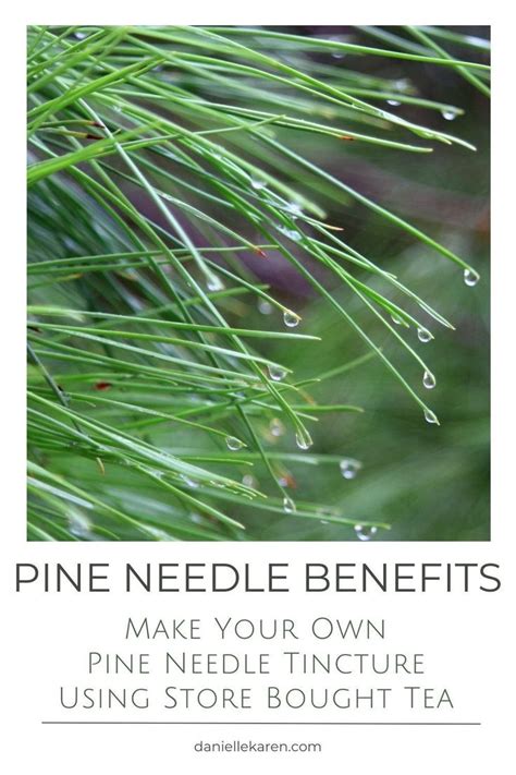 Pine Needle Benefits Make Your Own Pine Needle Tincture Using Store