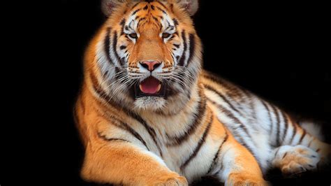 Tiger Is Lying Down On Floor With Black Background Hd Animals