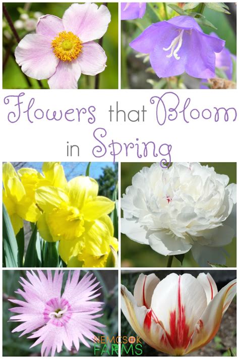 10 Plants To Have For Spring Flowers Nemcsok Farms