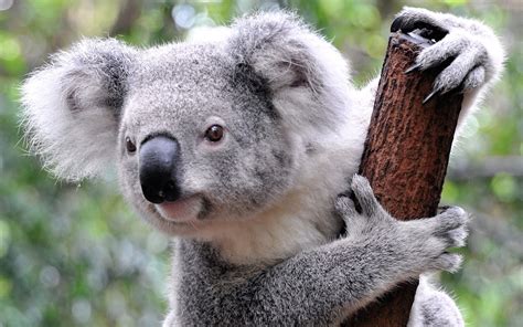 Những Hình Nền Gấu Túi Koala đáng Yêu Và Dễ Thương