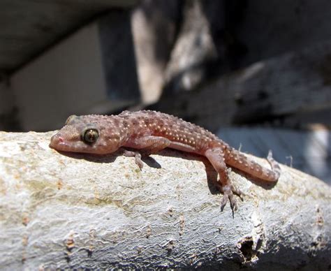 Mediterraneanhousegecko 2465×2018 Gecko Animal Companions