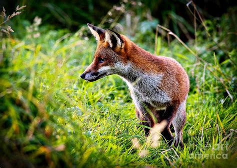 Red Fox Hunting Photograph By Steve Crompton Pixels