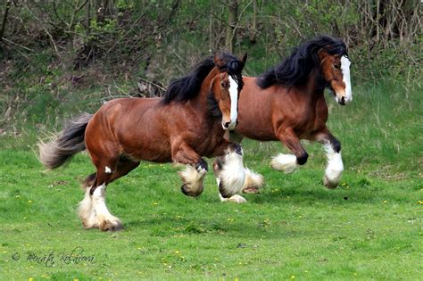 Two Horses Running In The Grass Near Some Trees
