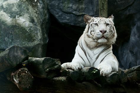 White Tiger Hd Images
