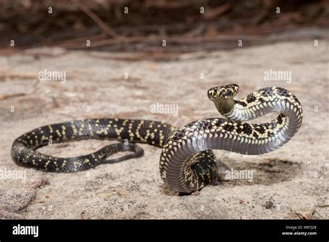 Australian Endangered Broad Headed Snake Stock Photo Alamy