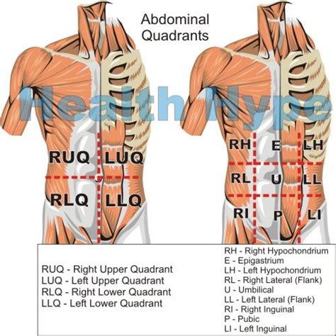 Muscles In Lower Left Abdomen Causes Of Right Side Abdominal Pain