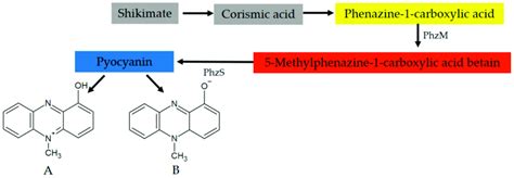 Steps Of The Biosynthesis Of Pyocyanin By Pseudomonas Aeruginosa And