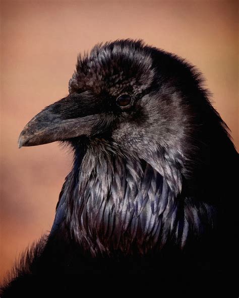 The Raven Digital Art By Ernie Echols Fine Art America