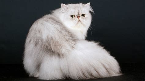 Most Popular Cat Breeds In The World