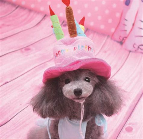 What dog isn't excited for his or her birthday or gotcha day? Soft fleece dogs birthday hats pets puppy cosplay cap ...