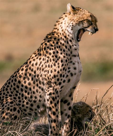 Cheetah Profile Pictures Top 25 Best Profile Pics Images And Dp Download