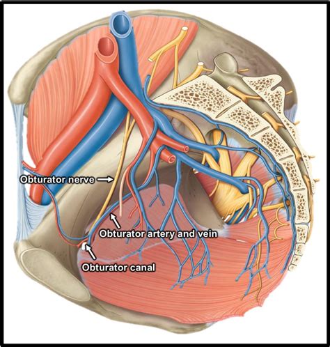 Figure 5 From The Anatomy And Clinical Implications Of The Obturator