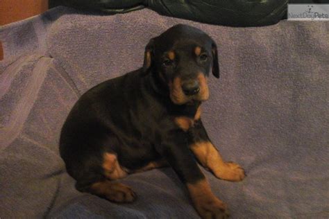 The rehoming fee is in line with what you'd pay for a dob. Doberman Pinscher puppy for sale near Southern Illinois, Illinois | 42066756-3811