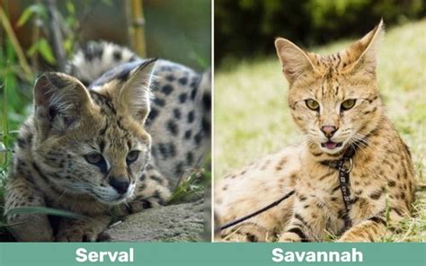 Serval Vs Savannah Cat Key Differences With Pictures Excited Cats