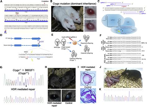 Correction Of A Genetic Disease In Mouse Via Use Of Crispr Cas9 Cell